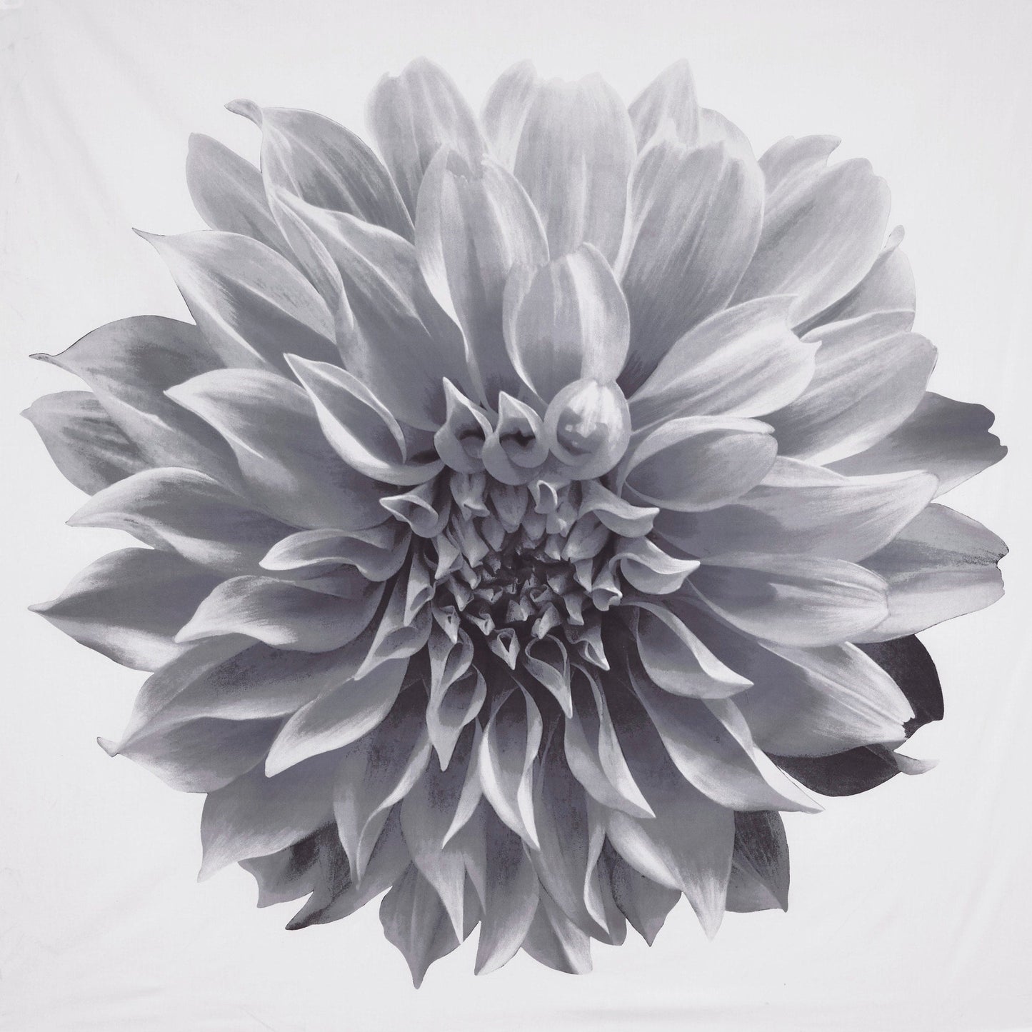 Madison Park Quinn Printed Floral Cotton Shower Curtain