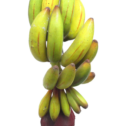 Set of 2 Artificial Banana Cluster Prop Fruit Decor Accent Piece 11in - 11 L x 4 W x 4.5 DP